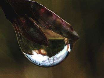 Close-up of fish in glass