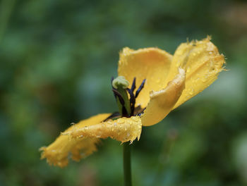 Close-up of yellow flowering tulip after rain