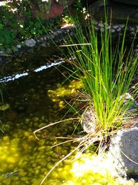 Close-up of plants