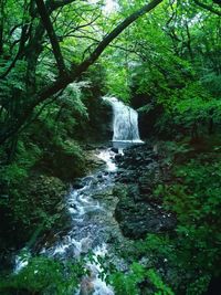 Scenic view of waterfall in forest