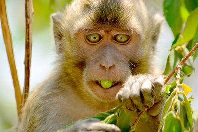 Portrait of monkey eating