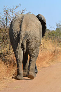 Elephant walking on field