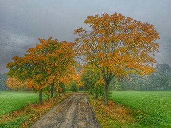 Road passing through forest