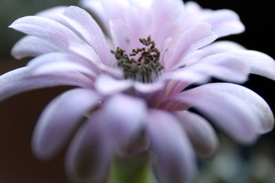 Close-up of purple flowering plant