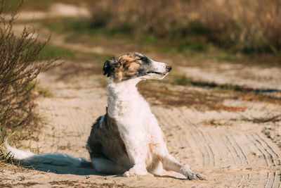 Close-up of dog