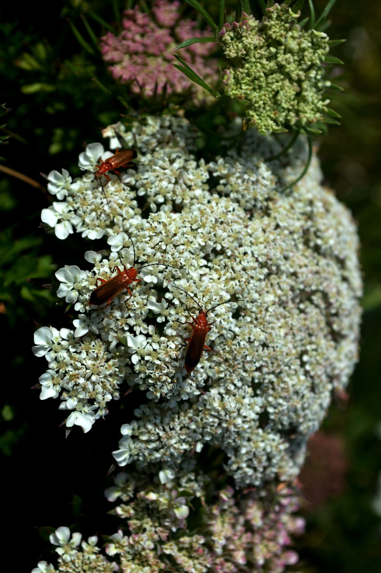 Common Red Soldier Beetles