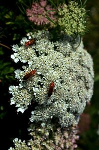 Close-up of insect on plant