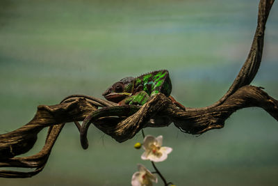 Close-up of lizard on a plant