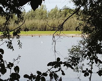 High angle view of trees by lake against sky