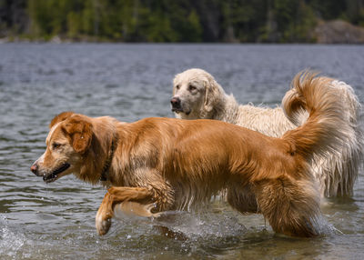 View of dogs in lake