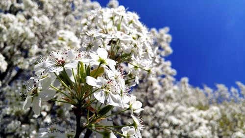 Close-up of white flowers blooming in park