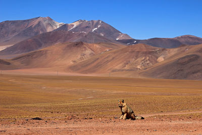 View of a horse on landscape