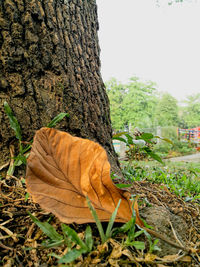 Close-up of dry leaves on tree trunk