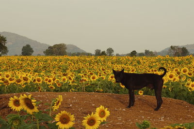 Yellow flowers in field