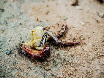 Close-up of crab on sand