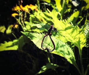 Close-up of insect