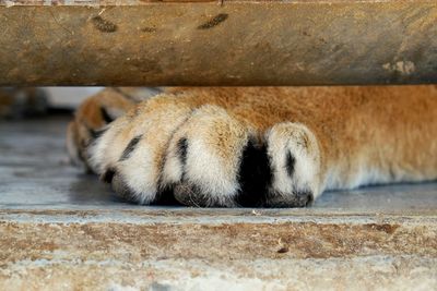 Close-up of lion