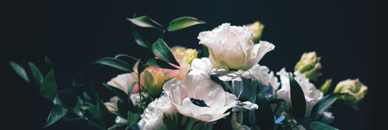 Close-up of white flowering plants against black background