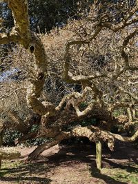 Close-up of tree trunk