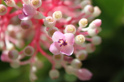 Close-up of pink flowers blooming outdoors