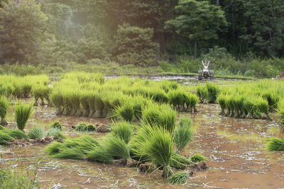 Scenic view of lake in forest