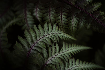 Close-up of fern leaves