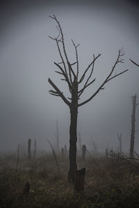 Bare tree on field against sky