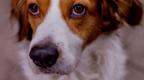 Close-up portrait of dog at home