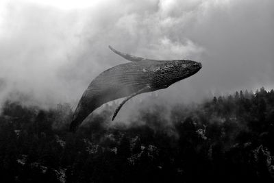 Low angle view of fish swimming in sea