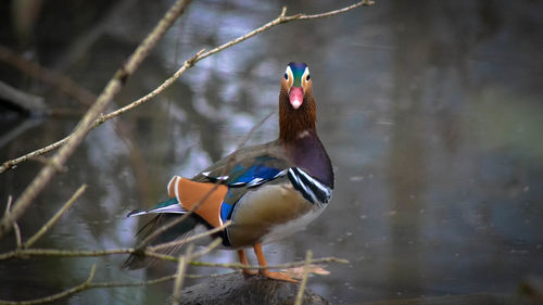 Bird in a lake