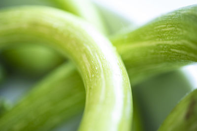 Close-up of green leaf