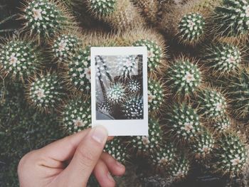 Close-up of hand holding transfer print against cactuses