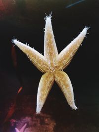 Close-up of fish in sea