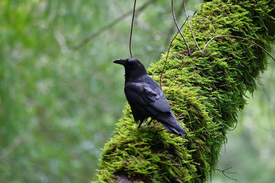 Raven standing sideways on a green moss covered log