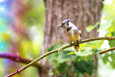 Close-up of bird perching on branch