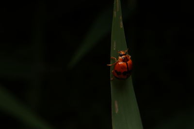 Close-up of insect on leaf against black background