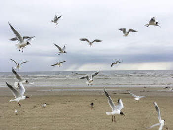 Flock of seagulls on beach