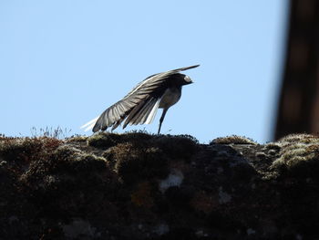 Low angle view of bird perching on rock