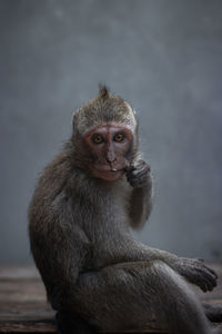 Cute face of monkey sitting on the wood table