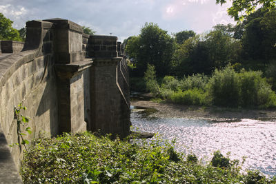 Plants growing at riverbank