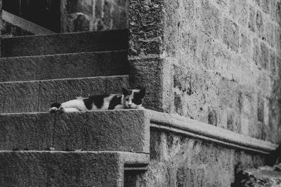 Cat relaxing on wall