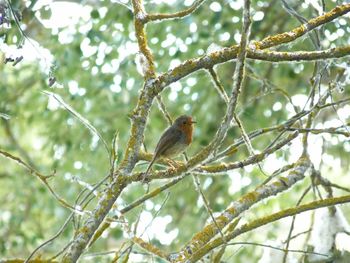 Low angle view of bird perching on tree