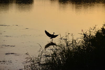 Silhouette birds flying over lake