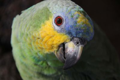 Close-up of parrot