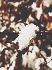 Close-up of frozen plant during winter