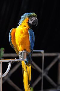 Close-up of parrot