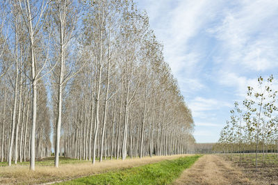 Trees on field against sky