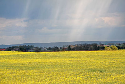 Scenic view of oilseed rape field against sky