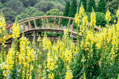 View of yellow flowering plants and bridge in garden