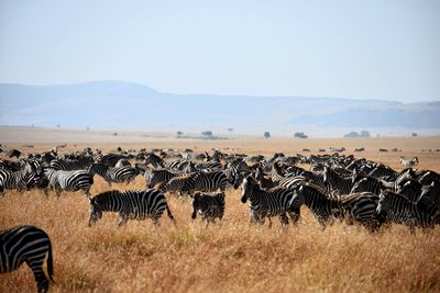 Group of zebras on landscape